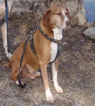 Tino (Beagle, Magyar Vizsla) Beagle Magyar Vizsla 